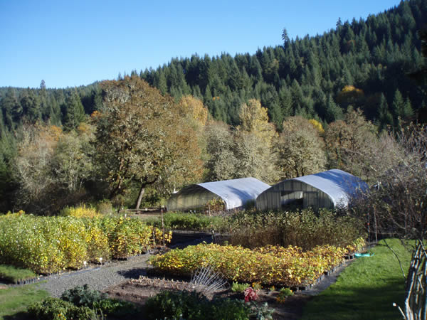 Doak Creek Native Plant Nursery, Eugene Oregon