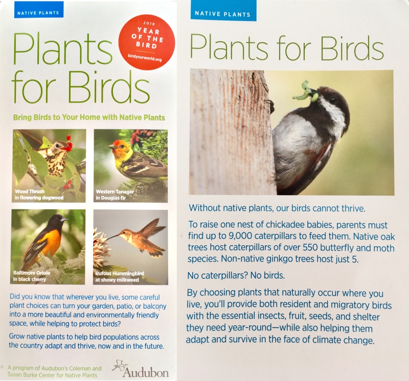 Plants for Birds